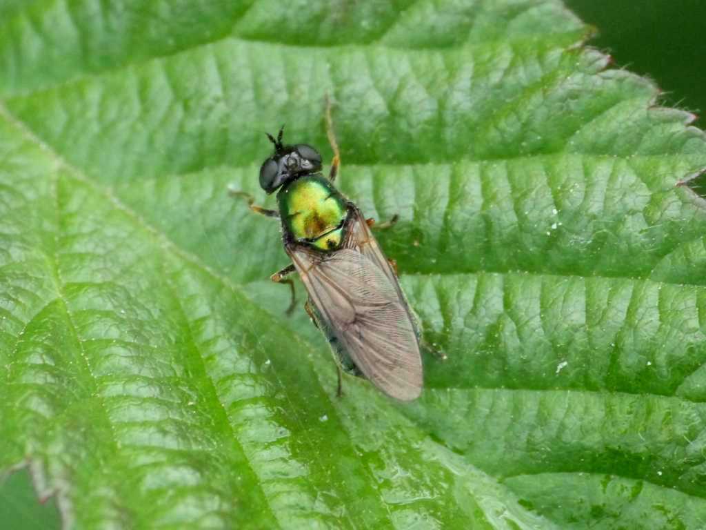 Chloromia formosa maschio e femmina